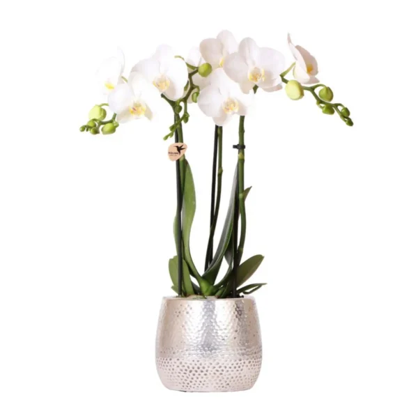 Weiße Phalaenopsis Orchidee - Amabilis + Elite Topf silber- Topfgröße Ø9cm - 35cm hoch