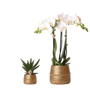 Pflanzenset Groove gold | Set mit weißer Phalaenopsis Orchidee Amabilis Ø9cm und grüner Sukkulente Aloe Brevifolia Ø6cm