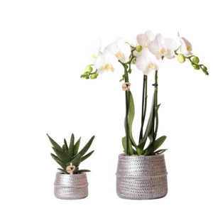 Pflanzenset Groove silber | Set mit weißer Phalaenopsis Orchidee Amabilis Ø9cm und grüner Sukkulente Crassula Ovata Ø6cm