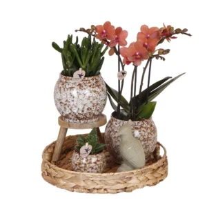 Geschenkset Ungezähmte Natur | Pflanzenset mit roter Phalaenopsis Orchidee und Sukkulenten inkl. Keramik Ziertöpfe