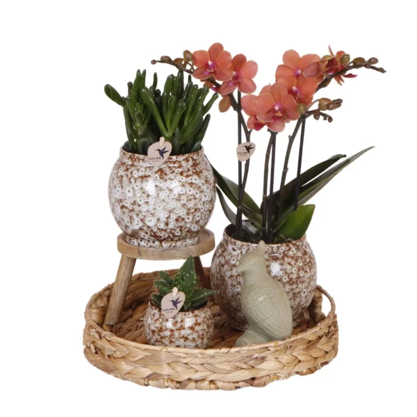 Geschenkset Ungezähmte Natur | Pflanzenset mit roter Phalaenopsis Orchidee und Sukkulenten inkl. Keramik Ziertöpfe