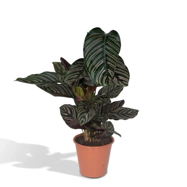 Calathea Ornata - Ø19cm - H75cm