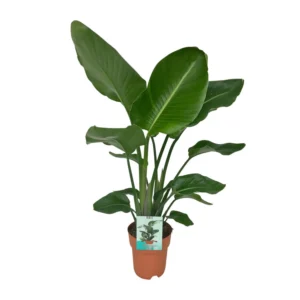 Strelitzia Nicolai - Paradiesvogelpflanze - Ø19cm - ↨90cm