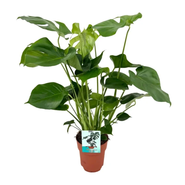 Fensterblatt Monstera Deliciosa - Ø19cm - H60cm