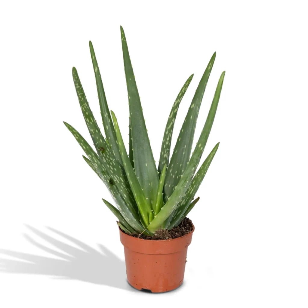 Aloe vera - Ø12cm - ↨40cm - Ø12 - ↨40cm 4 Aloe vera - Ø12cm - H40cm - Ø12 - H40cm
