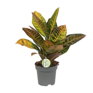 Wunderstrauch - Codiaeum Petra - Ø17cm - ↨45cm