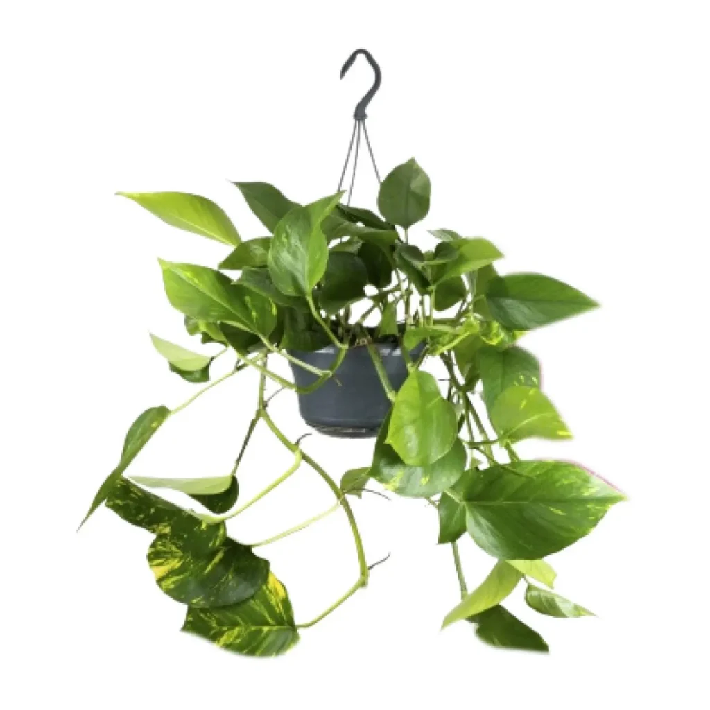 Goldene Efeutute Epipremnum Aureum - Ø15cm - H25cm