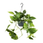 Goldene Efeutute Epipremnum Aureum - Ø15cm - ↨25cm
