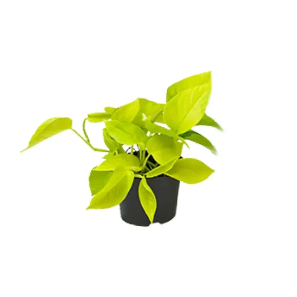 Goldene Efeutute Epipremnum Golden Pothos - Scindapsus - PROMO - Ø12 - H15cm