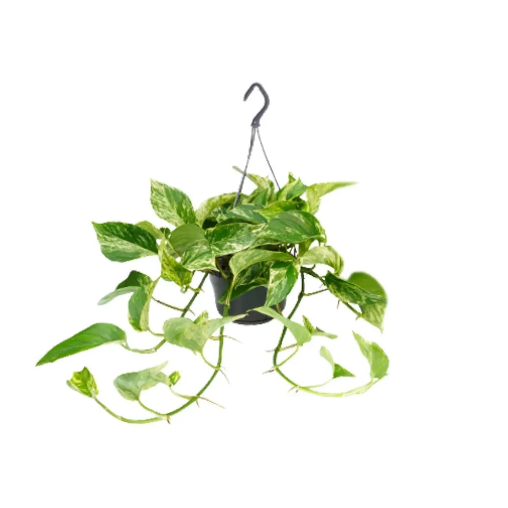 Epipremnum Marble Queen - Scindapsus - Ø15cm - H25cm - Ø15 - H25cm