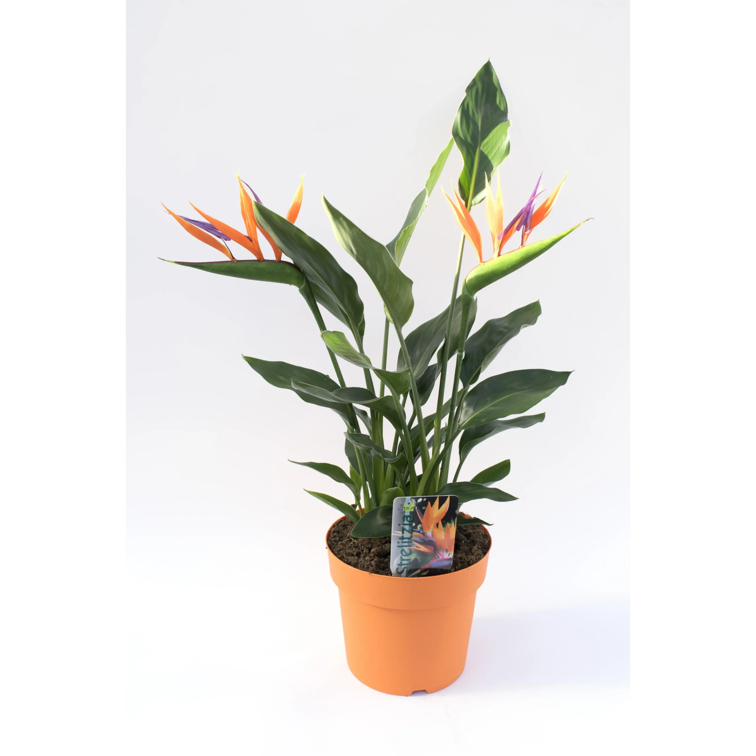 Strelitzia 4pp Met Kunstbloem -17 - Ø17cm - H40cm