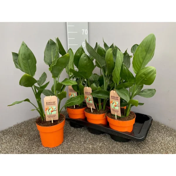 Strelitzia Reginae P17 - Ø17cm - H50cm