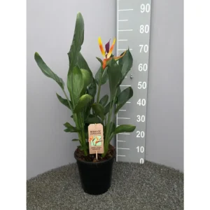 Strelitzia Reginae P21 Met Kunstbloem - Ø21cm - ↨75cm