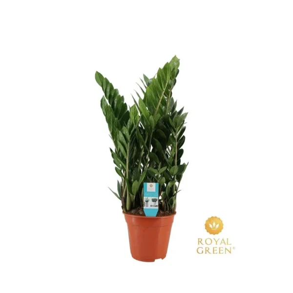Glücksfeder Zamioculcas 21cm - Ø21cm - H75cm