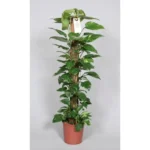 Epipremnum Pinnatum Mosstok 120cm Scindapsus - Ø24cm - ↨120cm