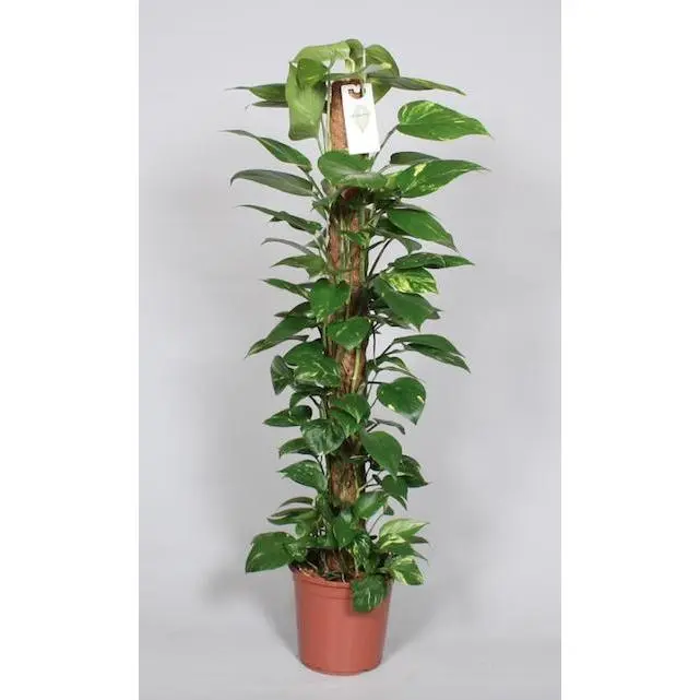 Epipremnum Pinnatum Mosstok 120cm Scindapsus - Ø24cm - H120cm