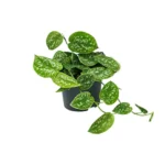 Scindapsus Pictus Argyraeus - Ø15cm - ↨25cm - Ø12cm - ↨15cm