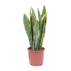 Sansevieria Trifasciata Laurentii - Ø14cm - ↨40cm