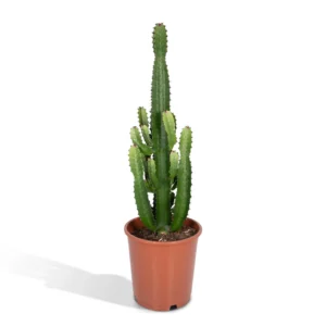 Euphorbia Acrurensis (Wolfsmilch) - Ø24cm - ↨60cm