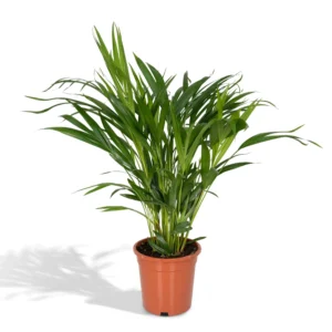 Goldfruchtpalme Dypsis Lutescens - Areca - Ø17cm - ↨60cm