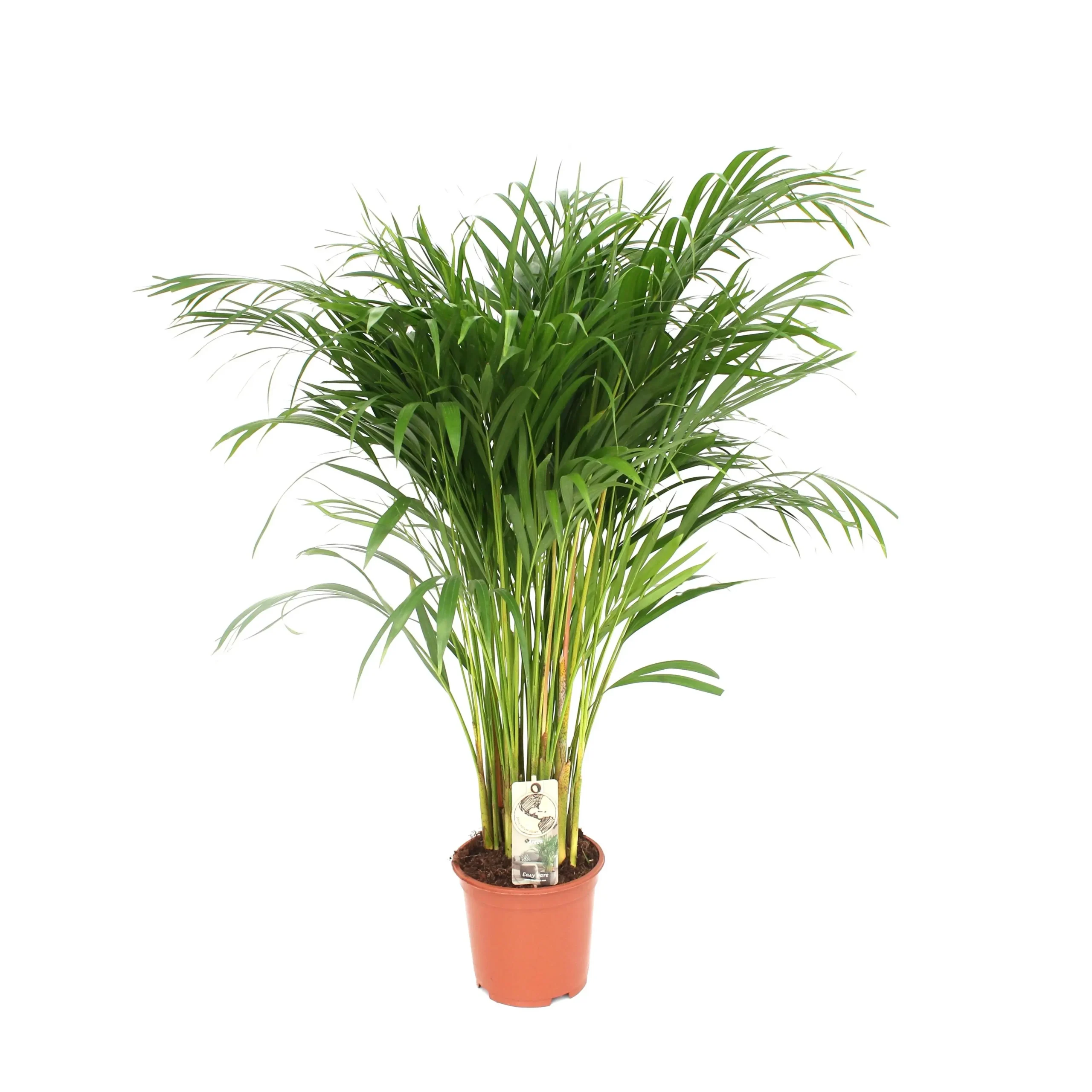 Goldfruchtpalme Dypsis Lutescens - Areca - Ø21cm - ↨110cm
