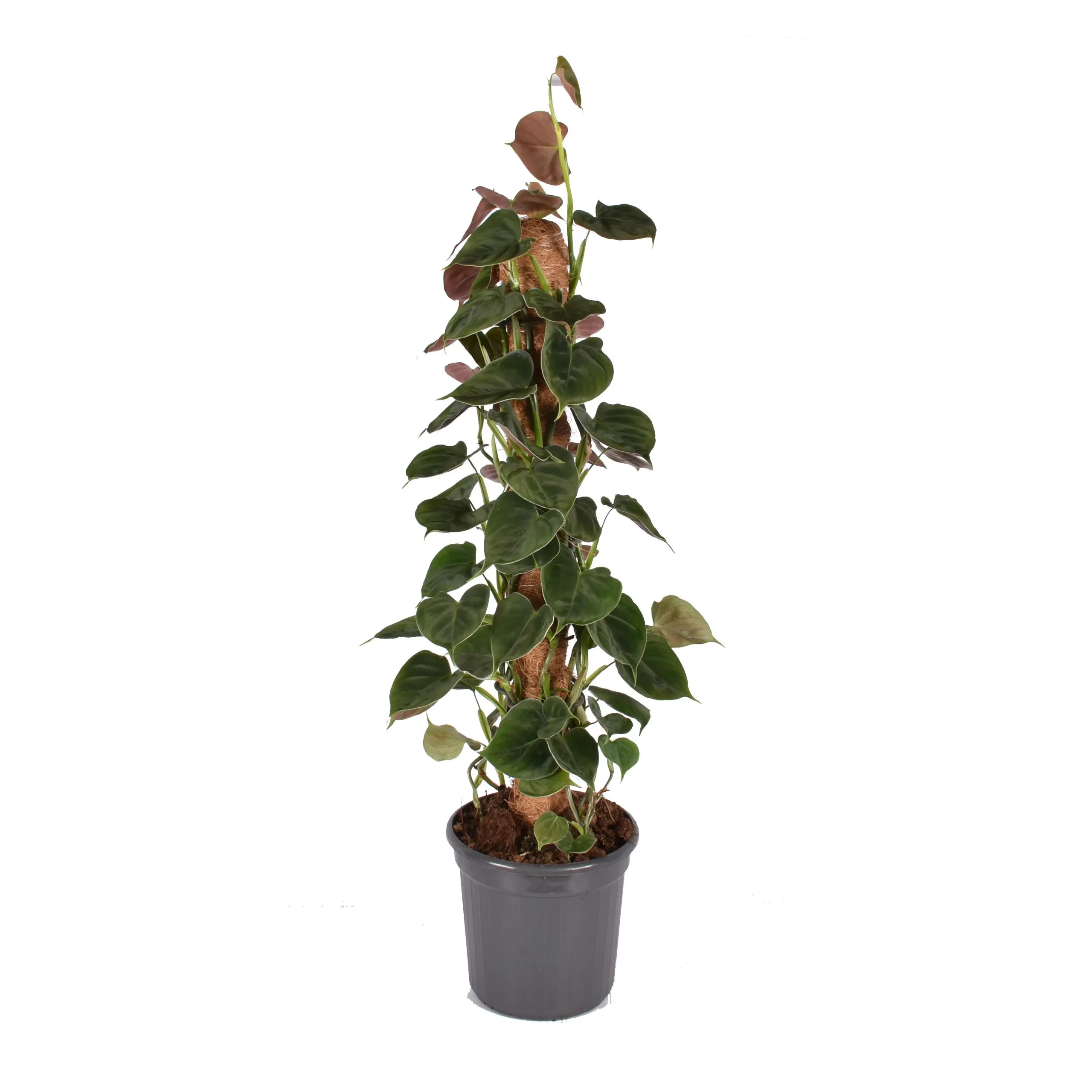 Philodendron Lupinum Mosstok - Ø16cm - H75cm
