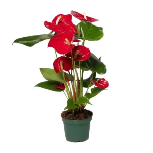 Flamingoblume Anthurium Red - Ø17cm - ↨55cm - Ø12cm - ↨40cm