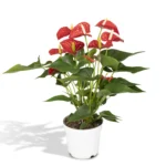 Flamingoblume Anthurium Red - Ø17cm - ↨55cm - Ø17cm - ↨55cm
