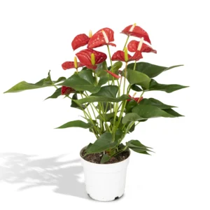 Flamingoblume Anthurium Red - Ø17cm - ↨55cm - Ø17cm - ↨55cm