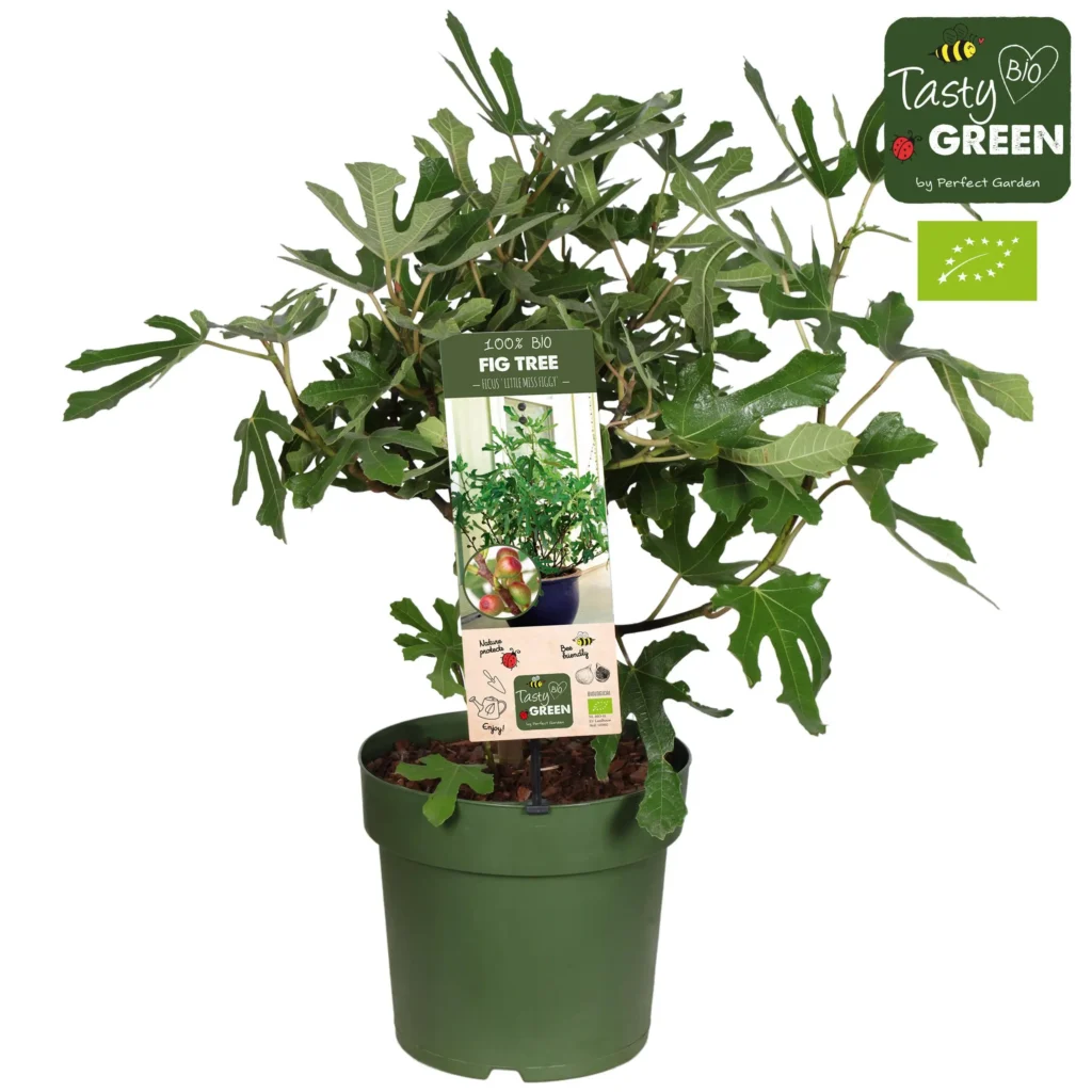 Feigenbaum Carica 'Little Miss Figgy' Bio - Vijg - Ø23cm - H50cm