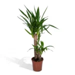 Yucca Elephantipes - Ø17cm - ↨85cm