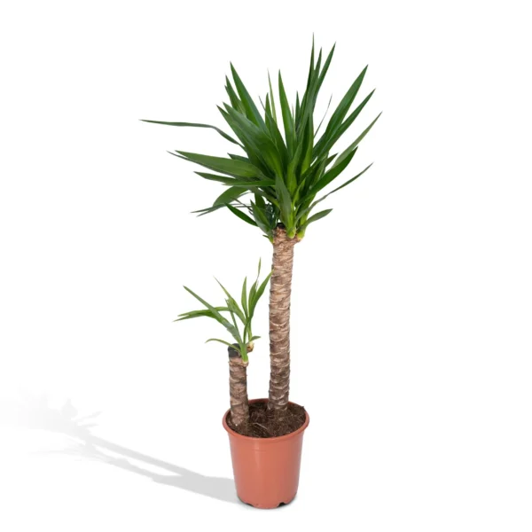 Yucca Elephantipes - Ø21cm - H100cm