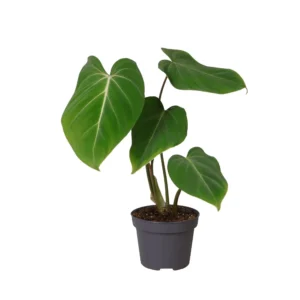 Philodendron Glorisoum - Ø12cm - ↨35cm