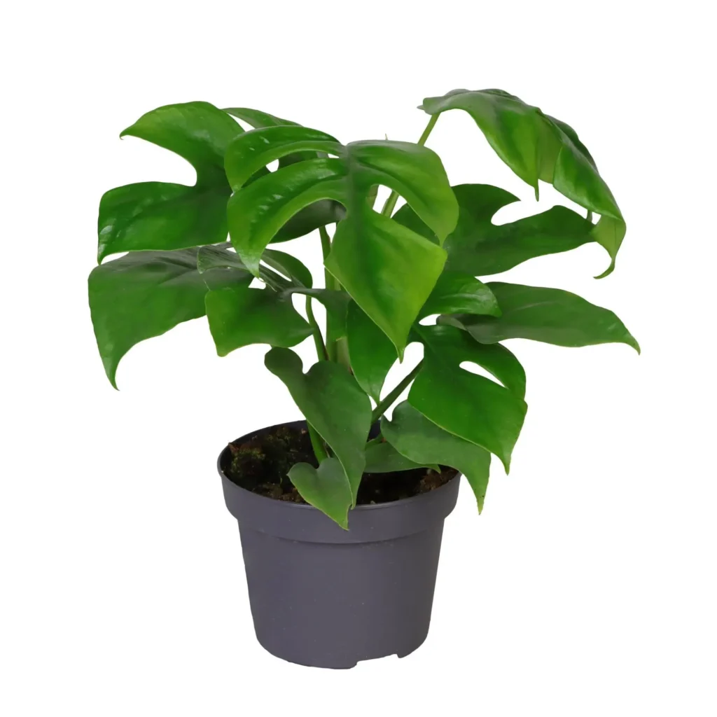 Philodendron Minima - Ø12cm - H25cm