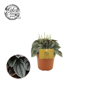 Peperomia Napoli Nights - Ø10,5cm - ↨15cm