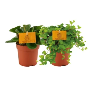 Peperomia Duo 1.0 - 2 Stücke - Ø10,5cm - ↨15cm