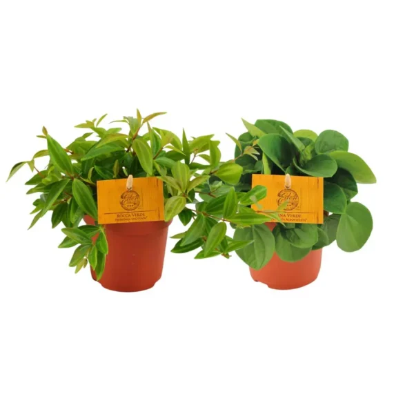 Peperomia Duo 2.0 - 2 Stücke - Ø10