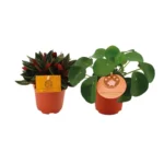 Peperomia Duo Rosso/Pilea Peperomioides - 2 Stücke - Ø10.5cm - ↨15cm