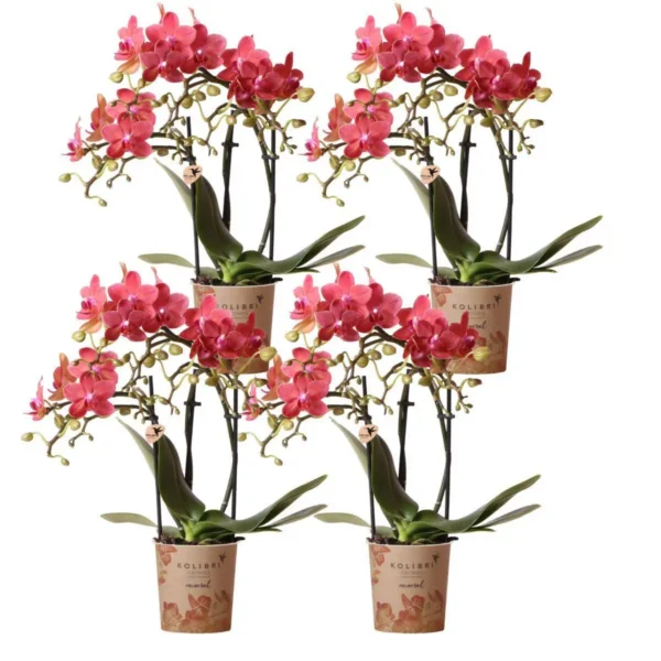 COMBI DEAL von 4 roten Phalaenopsis Orchideen - Kongo - Topfgröße Ø9cm blühende Zimmerpflanze