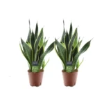 Sansevieria Futura Superba - 2 Stücke - Ø14cm - ↨45cm
