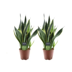 Sansevieria Futura Superba - 2 Stücke - Ø14cm - ↨45cm