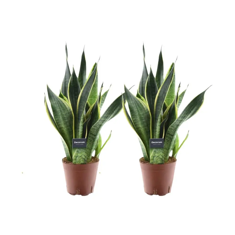 Sansevieria Futura Superba - 2 Stücke - Ø14cm - H45cm