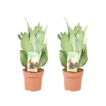 Sansevieria Moonshine - 2 Stücke - Ø14cm - ↨40cm