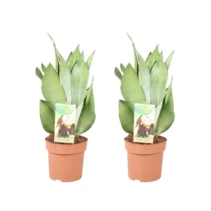 Sansevieria Moonshine - 2 Stücke - Ø14cm - ↨40cm