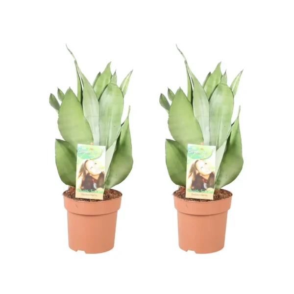 Sansevieria Moonshine - 2 Stücke - Ø14cm - H40cm