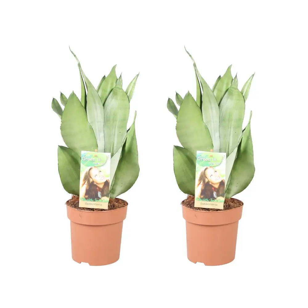 Sansevieria Moonshine - 2 Stücke - Ø14cm - H40cm