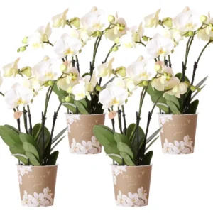 KOMBI ANGEBOT von 4 weißen Orchideen - Ghent - Topfgröße Ø12cm