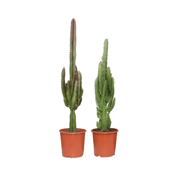 Euphorbia Grün / Rot - 2 Stücke - Ø17cm - H75cm