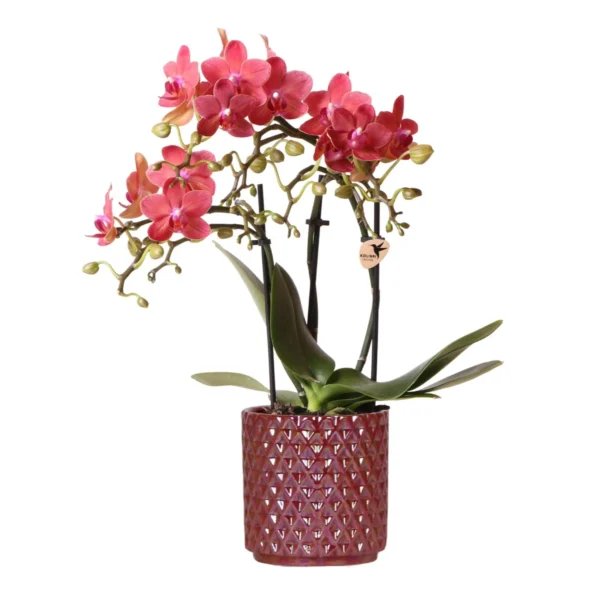 Rote Phalaenopsis-Orchidee Congo + Roter Pearl-Topf - Topfgröße Ø9cm