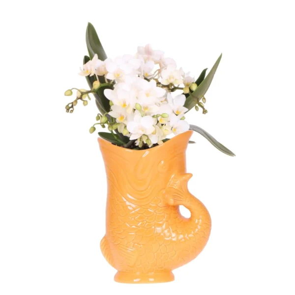 Weiße Orchidee 'Nazaré' + Fischtopf orange - Topfgröße Ø9cm